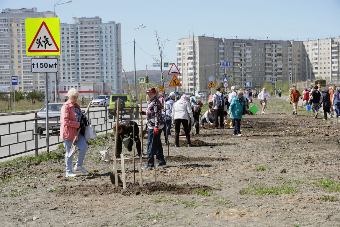 В Нижнем Тагиле посадили аллею в честь 80-летия Великой Победы - «Уральский  рабочий»